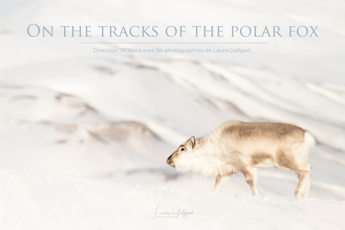Sur les traces du renard polaire avec la photographe Laura Gelfged